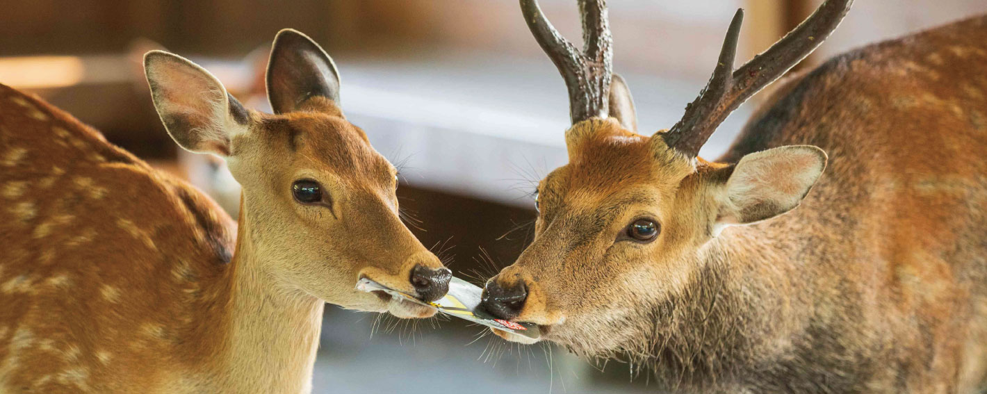 本能寺カレン&カオストラ　コミパラ 本能寺カレン&カオストラ コミパラ 本能寺カレン&カオストラ コミパラ